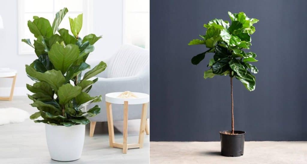 10 plantas tóxicas para perros 12 Ficus lyrata toxica para perros