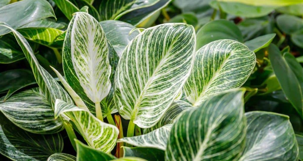 10 plantas tóxicas para perros 7 Filodendro y mascotas