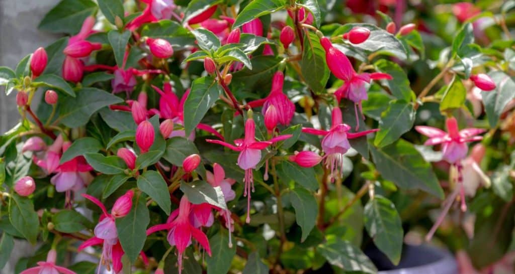 Plantas de balcón para todo el año 12 Fucsia en macetas
