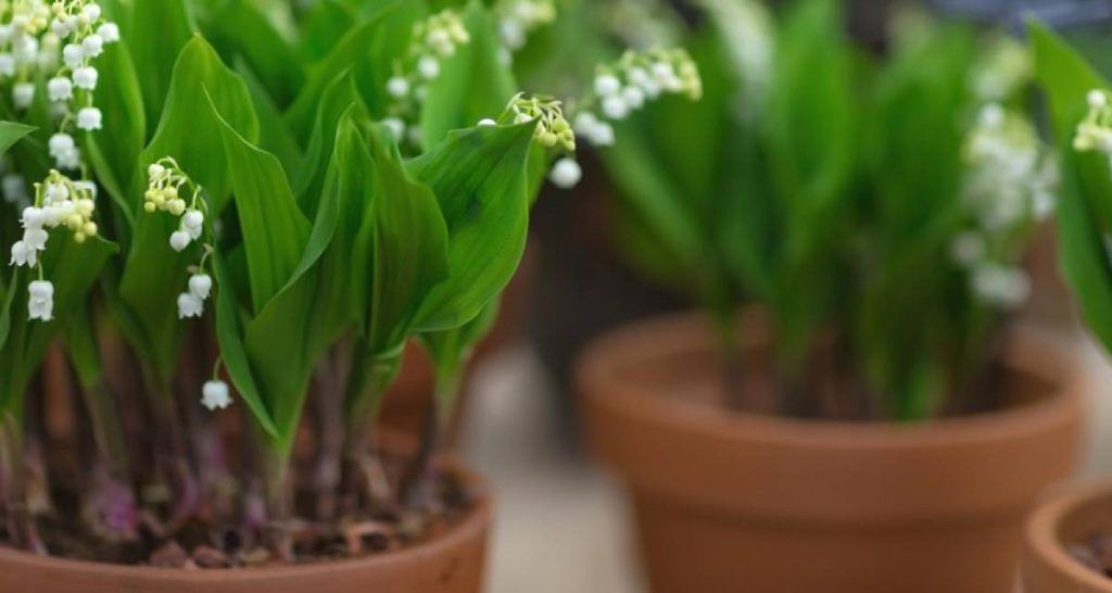 10 plantas tóxicas para perros 3 Lirio de los valles perros