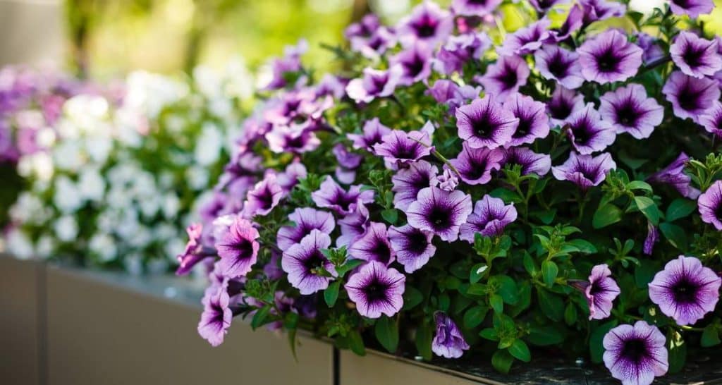 Plantas de balcón para todo el año 4 Maceta petunia en balcon