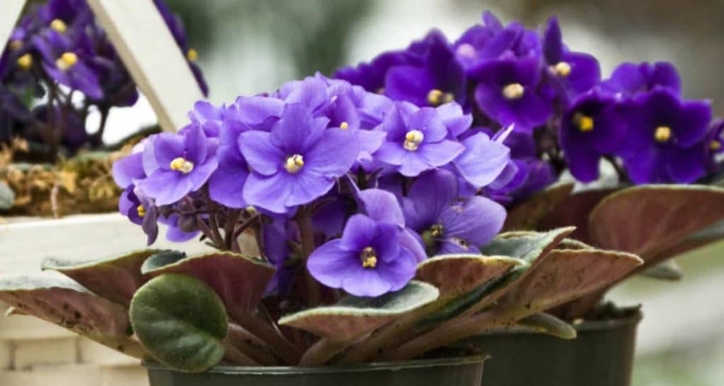 Plantas de balcón para todo el año 9 Planta Violeta africana