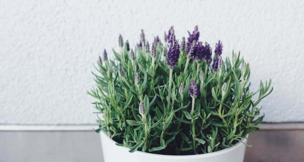 Plantas de balcón para todo el año 8 Planta lavandula balcon