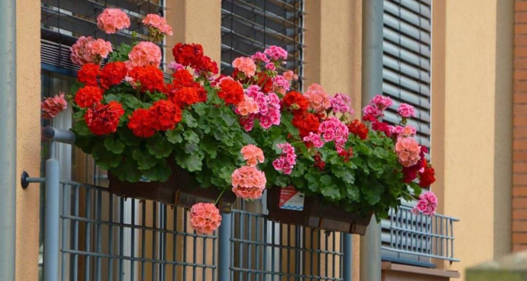 Plantas de balcón para todo el año 3 Plantas geranio balcon
