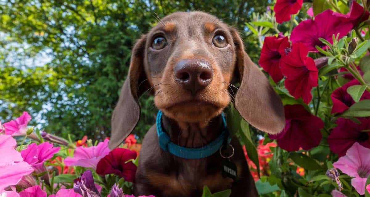 10 plantas tóxicas para perros 2 Perro rodeado de plantas
