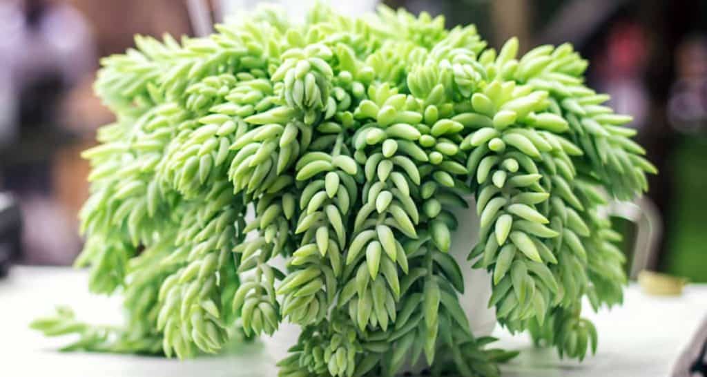Plantas de balcón para todo el año 7 Sedum planta de balcon