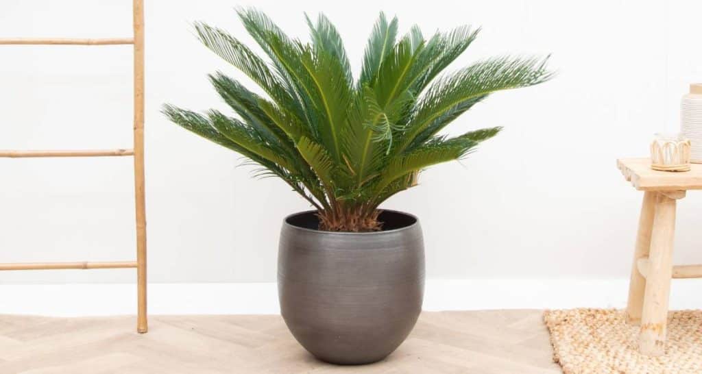 10 palmeras pequeñas para jardín e interior 4 Planta maceta Cycas revoluta