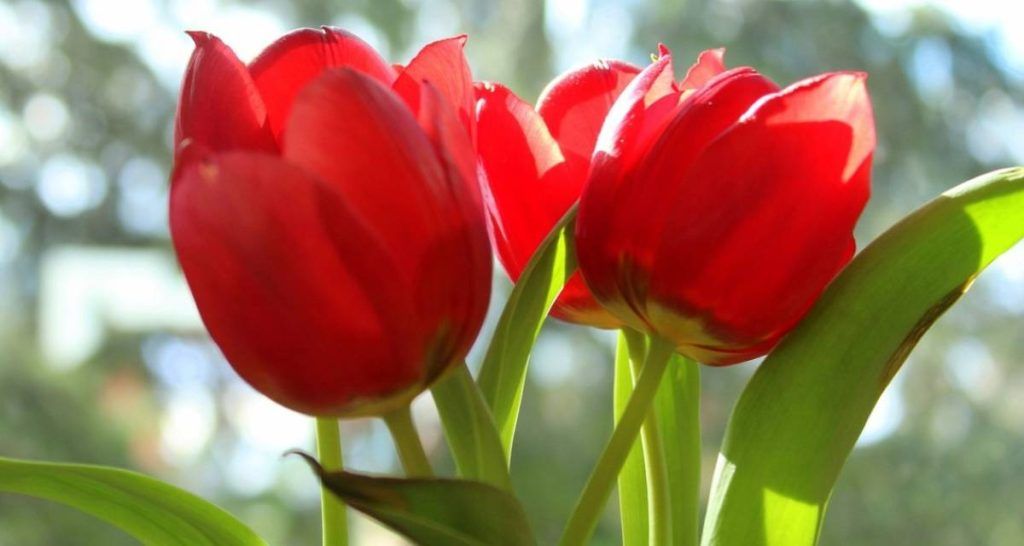 10 plantas tóxicas para perros 9 Tulipanes