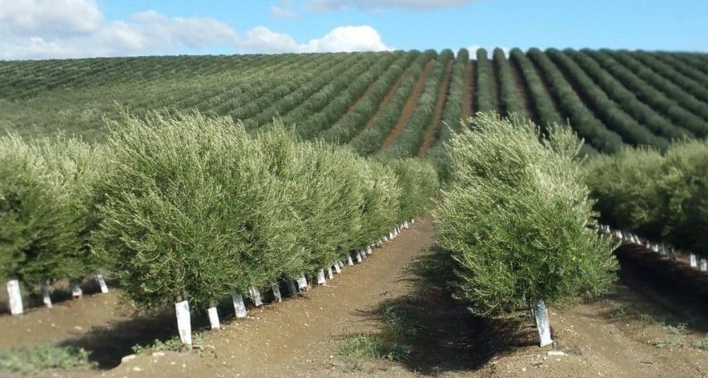 Árboles de crecimiento rápido y poca agua 7 Cobre y olivar