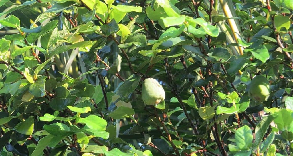 Ficus pumila: una perfecta trepadora para tu jardín 4 Cultivo de Ficus pumila