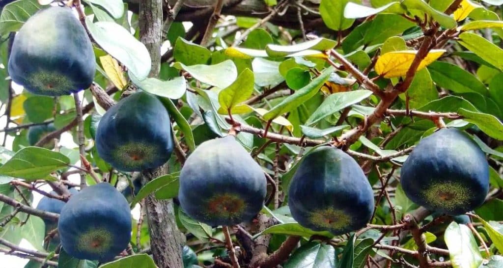 Ficus pumila: una perfecta trepadora para tu jardín 3 Frutos Ficus pumila