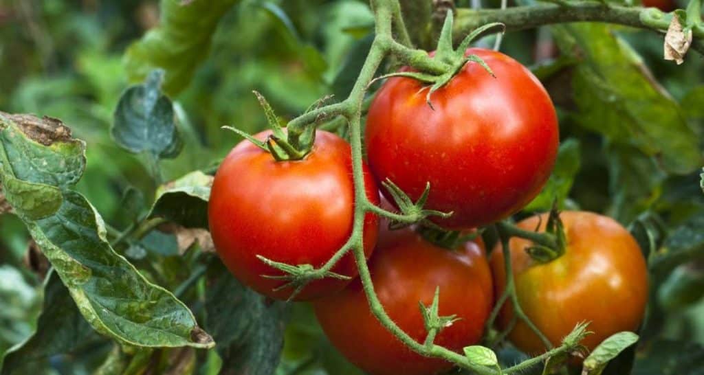 Cómo usar el fertilizante nitrato de potasio 3 Tomate nitrato de potasio