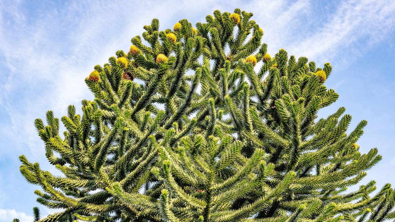 Araucaria auracana: guía de cuidados y características 2 Araucaria auracana