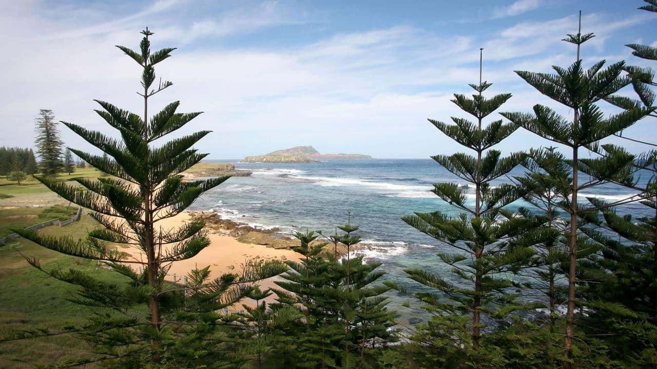 Araucaria heterophylla: guía de cultivo y características 2 Araucaria heterophylla