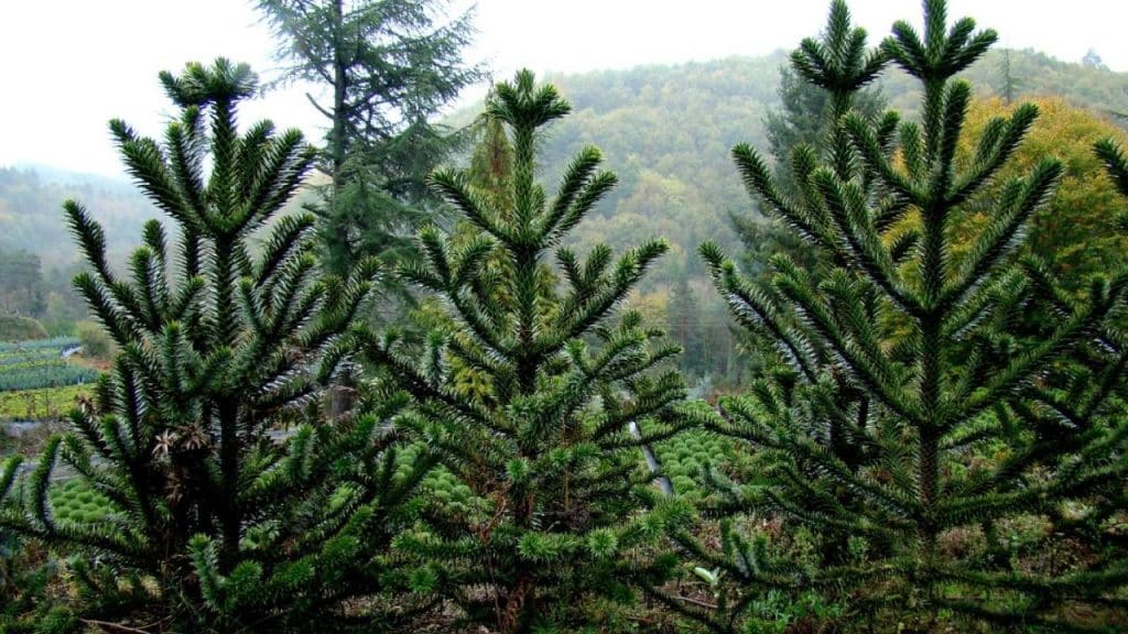 Araucaria auracana: guía de cuidados y características 4 Araucaria pino araucano