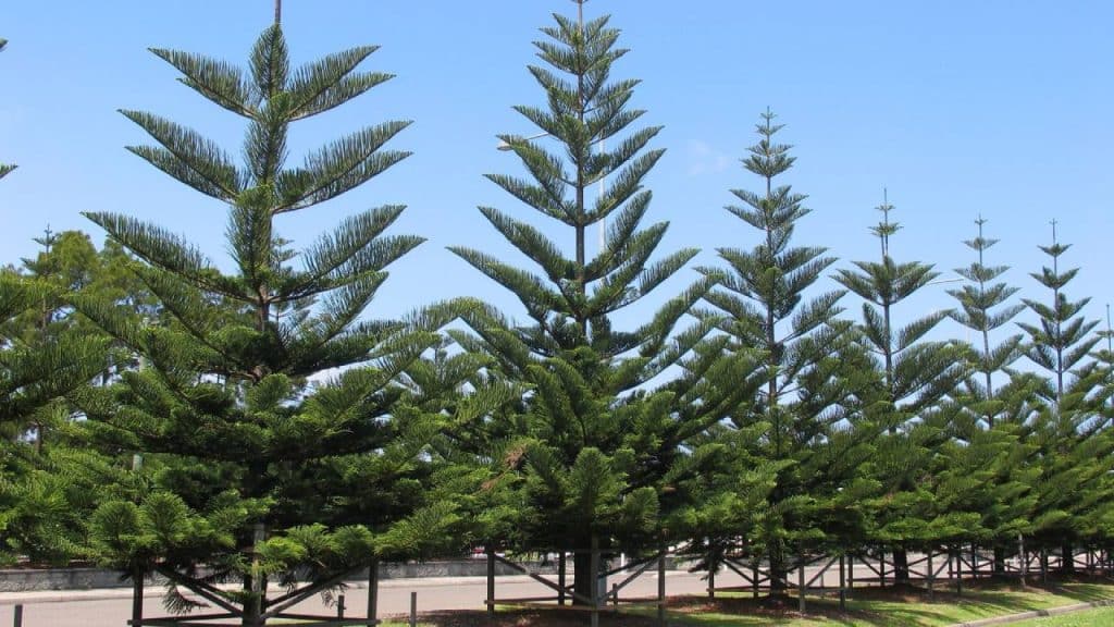 Araucaria: guía de identificación y cuidados de esta conífera 4 Arbol Araucaria heterophylla