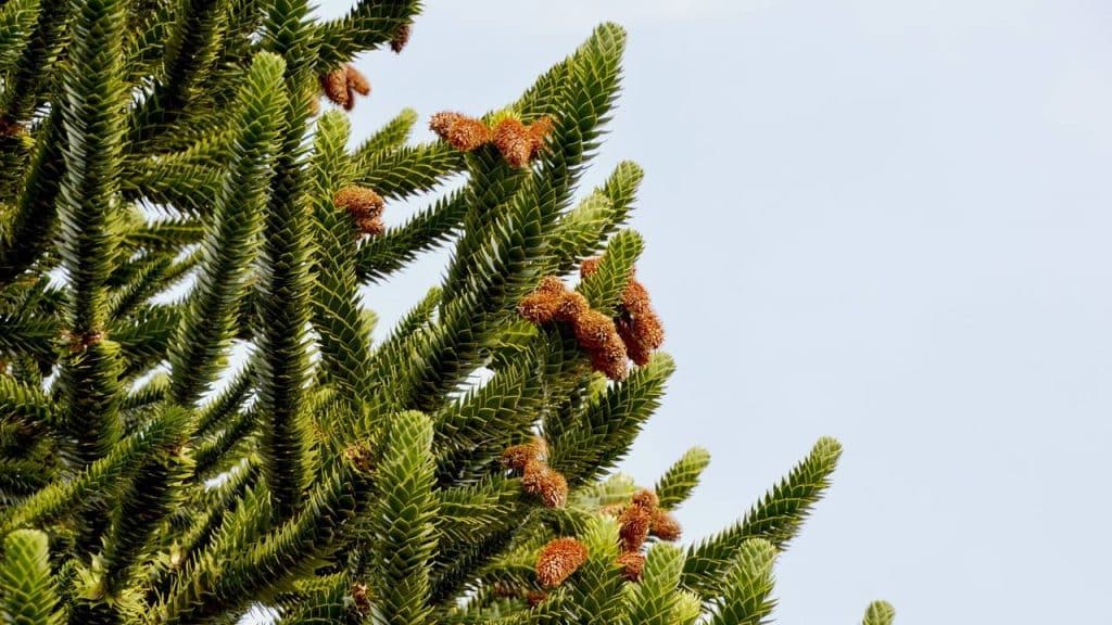 Araucaria auracana: guía de cuidados y características 3 Aspecto Araucaria auracana