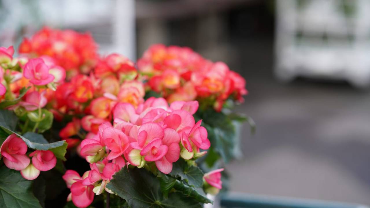 Begonia Elatior: guía completa de cuidados 2 Begonia Elatior floración
