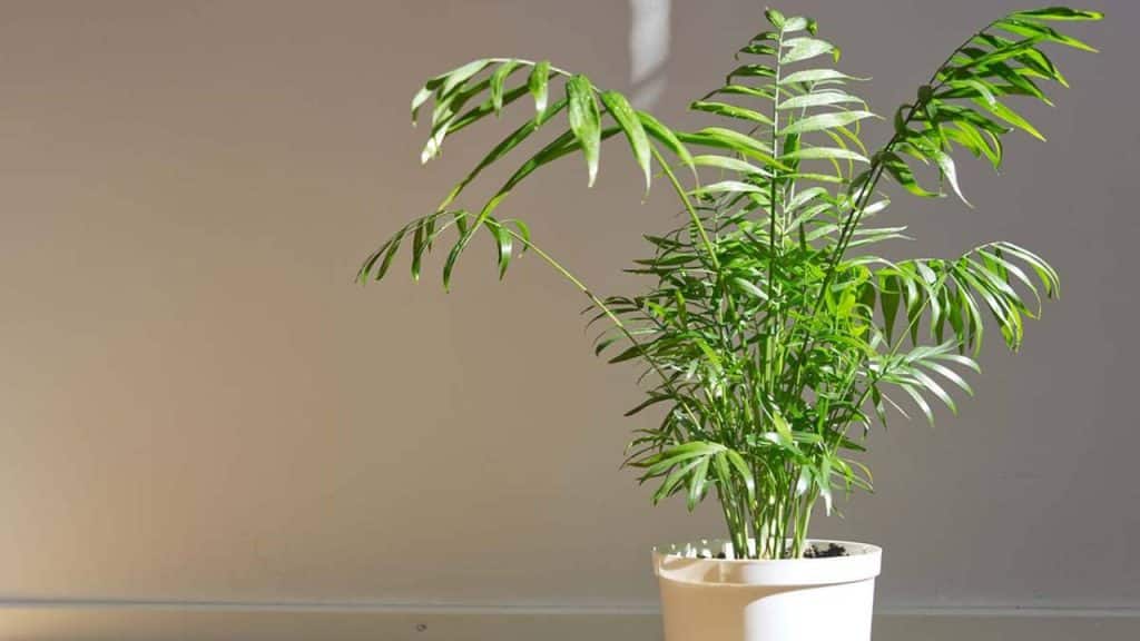 10 palmeras pequeñas para jardín e interior 6 Chamaedorea elegans