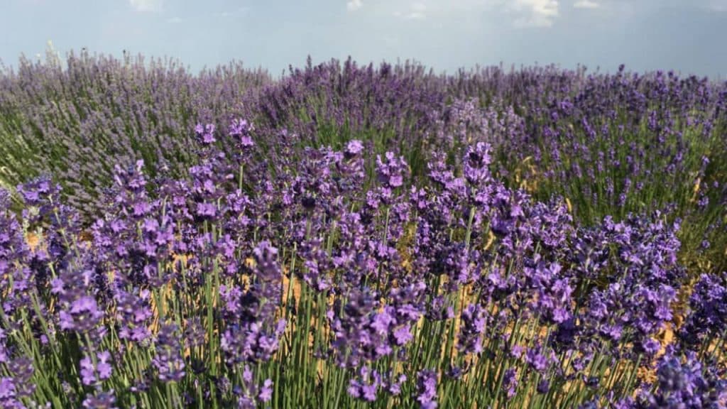 Guía de cultivo y cuidados de Lavandula latifolia 3 Floracion Lavandula latifolia