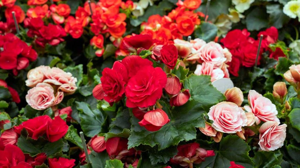 Begonia Elatior: guía completa de cuidados 3 Floracion de Begonia elatior