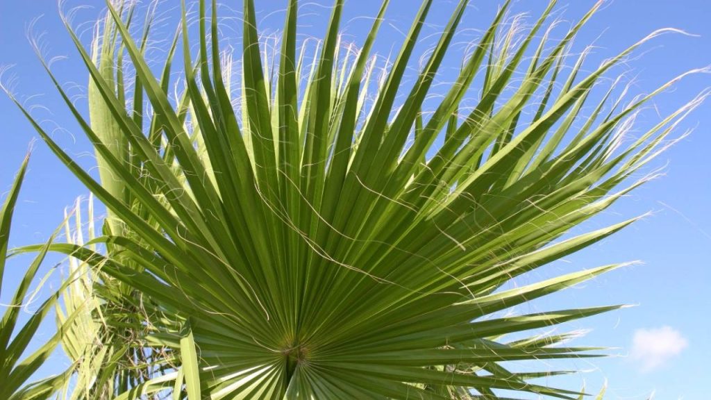 7 consejos del cuidado de la palmera Washingtonia robusta 3 Hoja de Washingtonia robusta