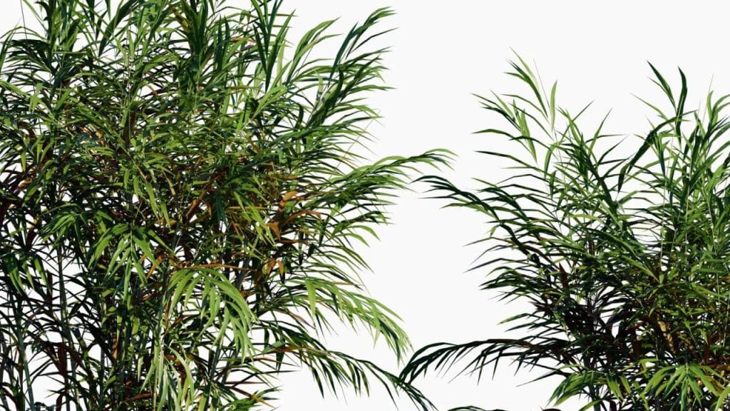 10 palmeras pequeñas para jardín e interior 10 Palmera Bambu Chamaedorea seifrizii