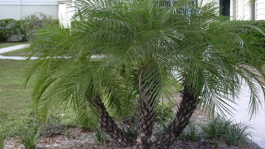 10 palmeras pequeñas para jardín e interior 3 Palmera Enana Phoenix roebelenii