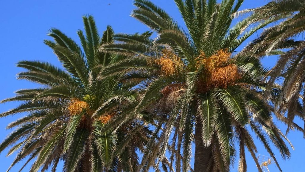 Phoenix canariensis: descubre la palmera canaria 3 Palmera Phoenix canariensis