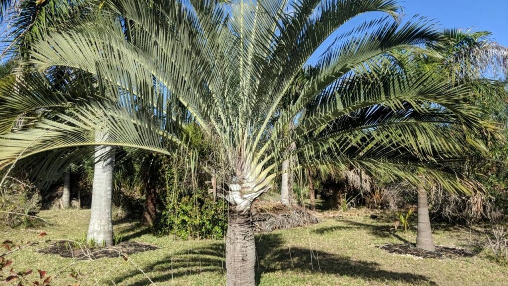 10 palmeras pequeñas para jardín e interior 7 Palmera Pigmea Dypsis decaryi