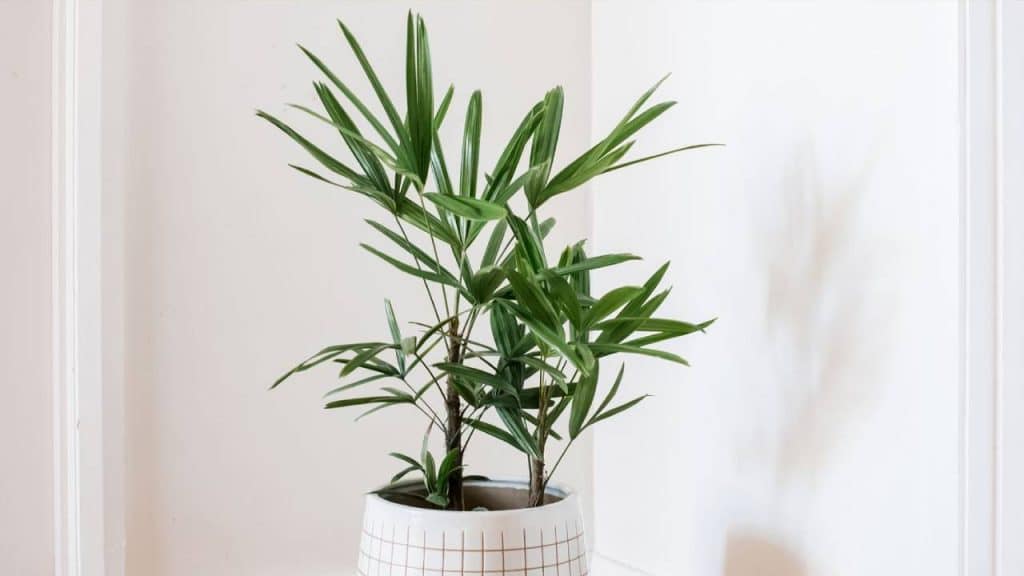 10 palmeras pequeñas para jardín e interior 11 Palmera de Kerpis Rhapis excelsa