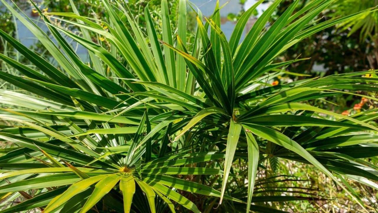 10 palmeras pequeñas para jardín e interior 2 Palmeras pequeñas