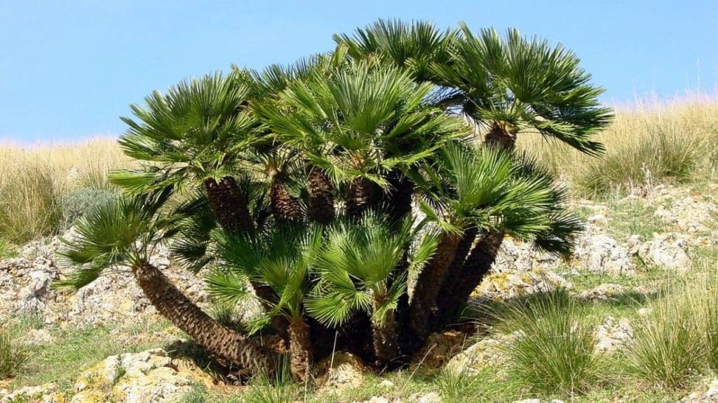 10 palmeras pequeñas para jardín e interior 8 Palmito Chamaerops humilis