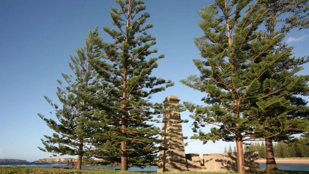 Araucaria heterophylla: guía de cultivo y características 3 Pino Araucaria heterophylla