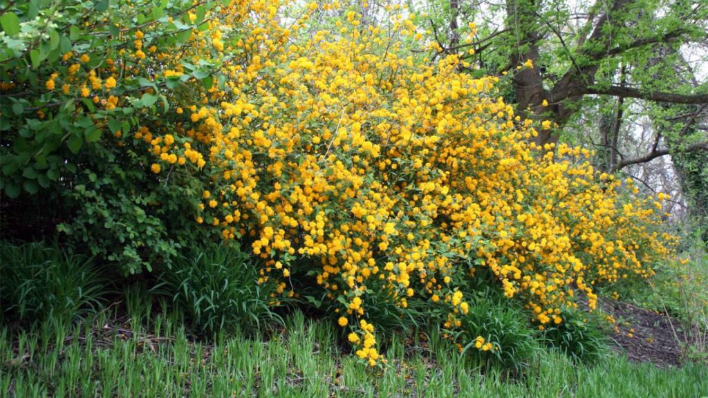 Arbustos de flores amarillas: un toque luminoso para tu jardín 4 Planta Kerria japonica