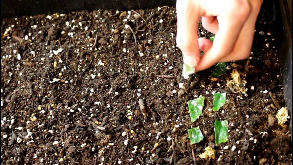 Begonia Elatior: guía completa de cuidados 4 Propagacion Begonia elatior