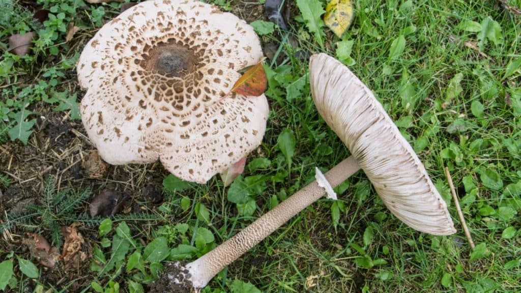 Guía micológica Macrolepiota procera (galamperna) 3 Seta Macrolepiota procera
