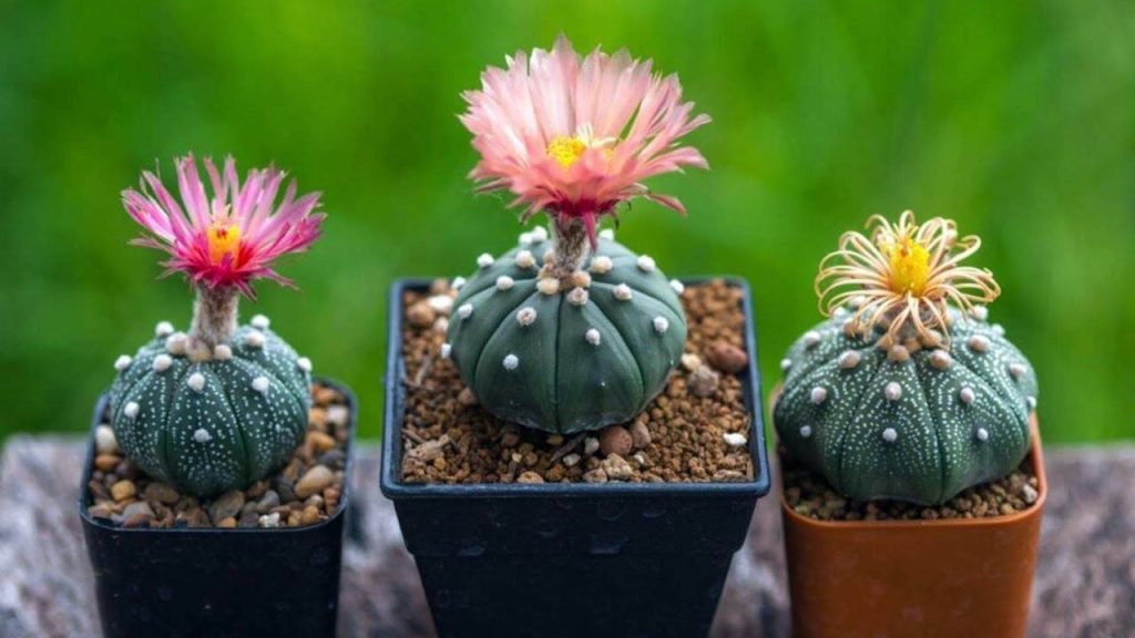 Tipos de cactus sin espinas: opciones seguras y decorativas para tu hogar 4 Astrophytum asterias