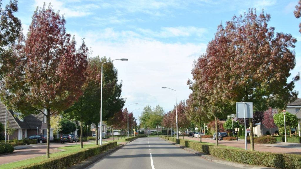 Fraxinus Angustifolia Raywood: guía completa y cultivo 3 Calle con Fraxinus Angustifolia Raywood