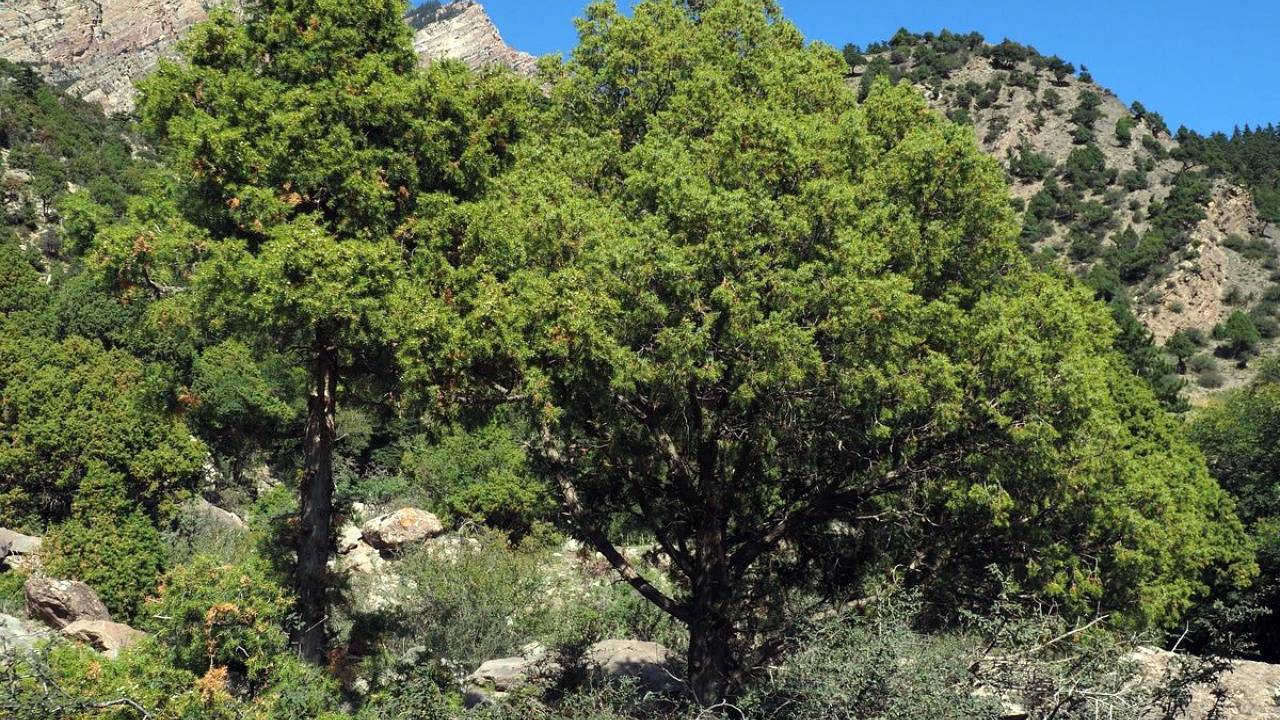 Juniperus rigida, una guía completa sobre esta conífera 2 Conifera Juniperus rigida