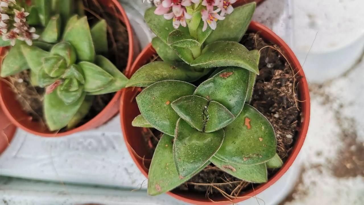 Crassula Springtime: guía completa de cuidados 2 Crassula Springtime
