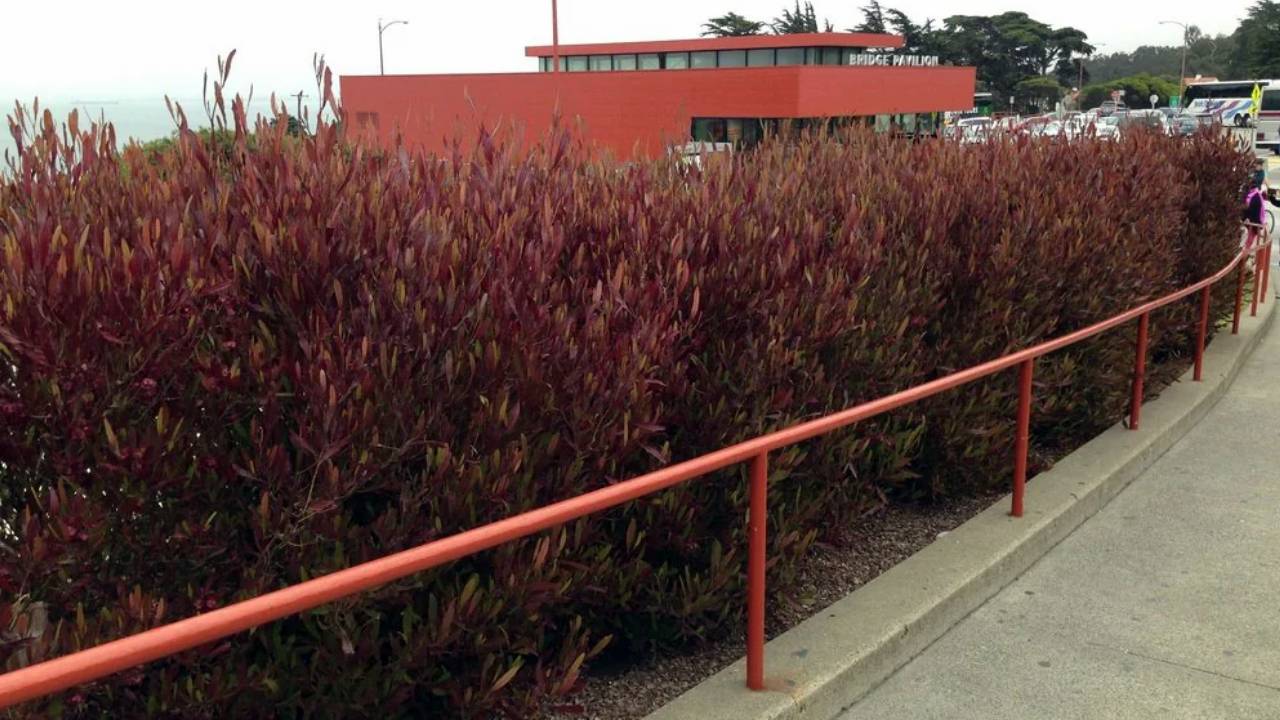 Dodonaea viscosa purpurea, una planta versátil y resistente 2 Dodonaea viscosa purpurea
