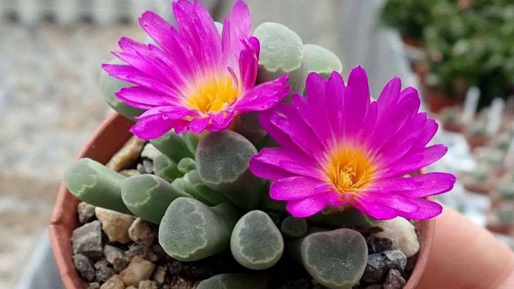 Frithia Pulchra: guía completa de cuidados 3 Floracion Frithia Pulchra