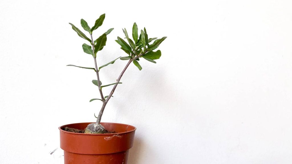 Fockea edulis: una planta de raíz comestible 3 Fockea edulis maceta