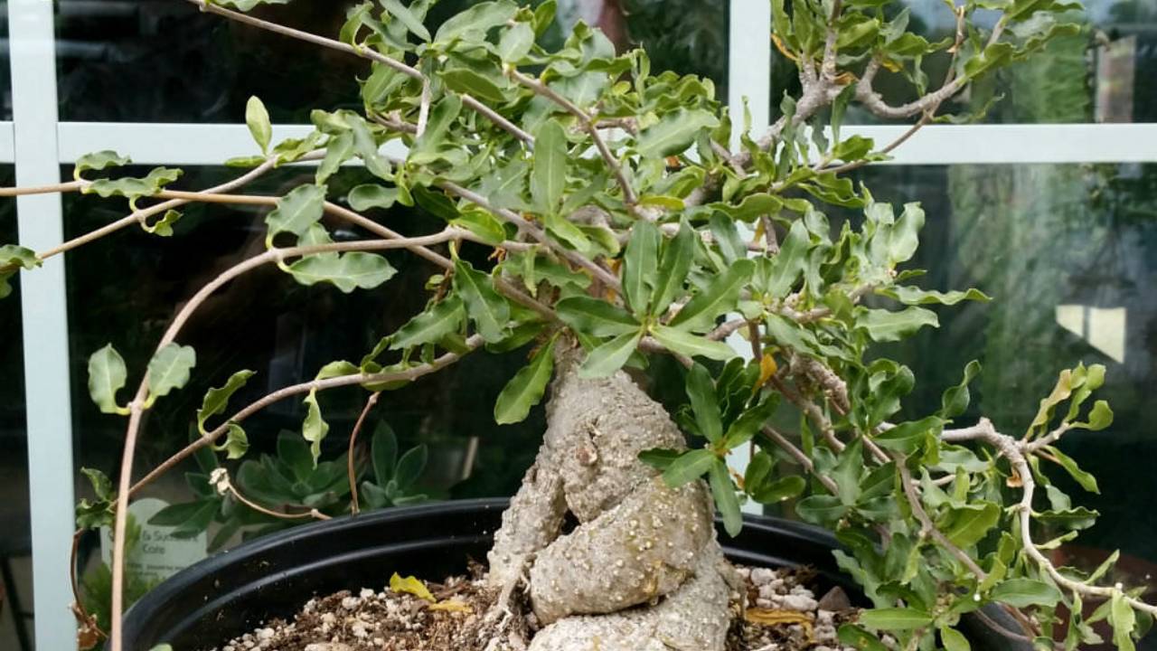 Fockea edulis: una planta de raíz comestible 2 Fockea edulis