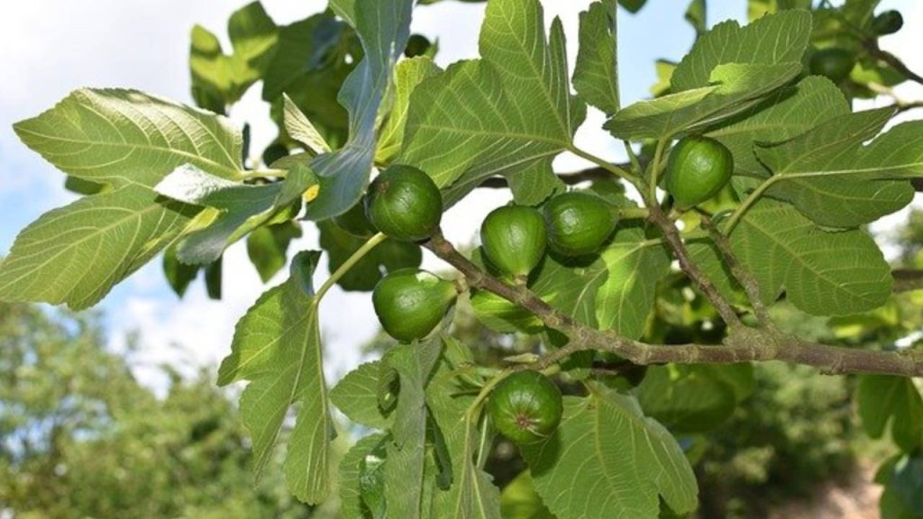 Higuera gota de miel: características y guía de cultivo 3 Frutos higuera gota de miel