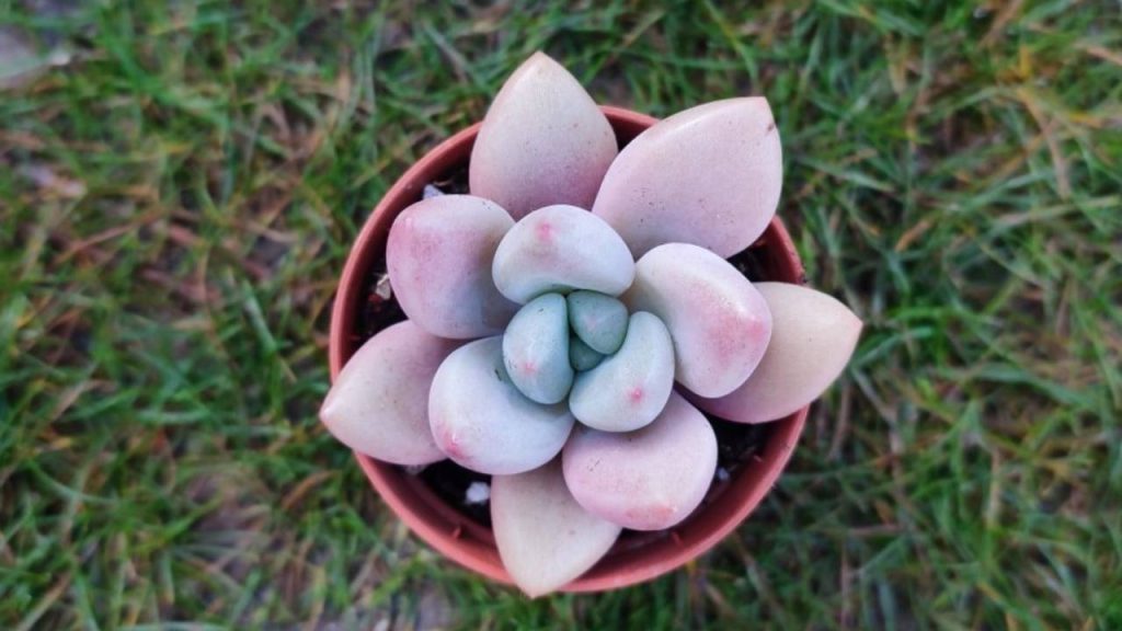 Graptoveria: guía de cuidados y propagación 3 Graptoveria maceta