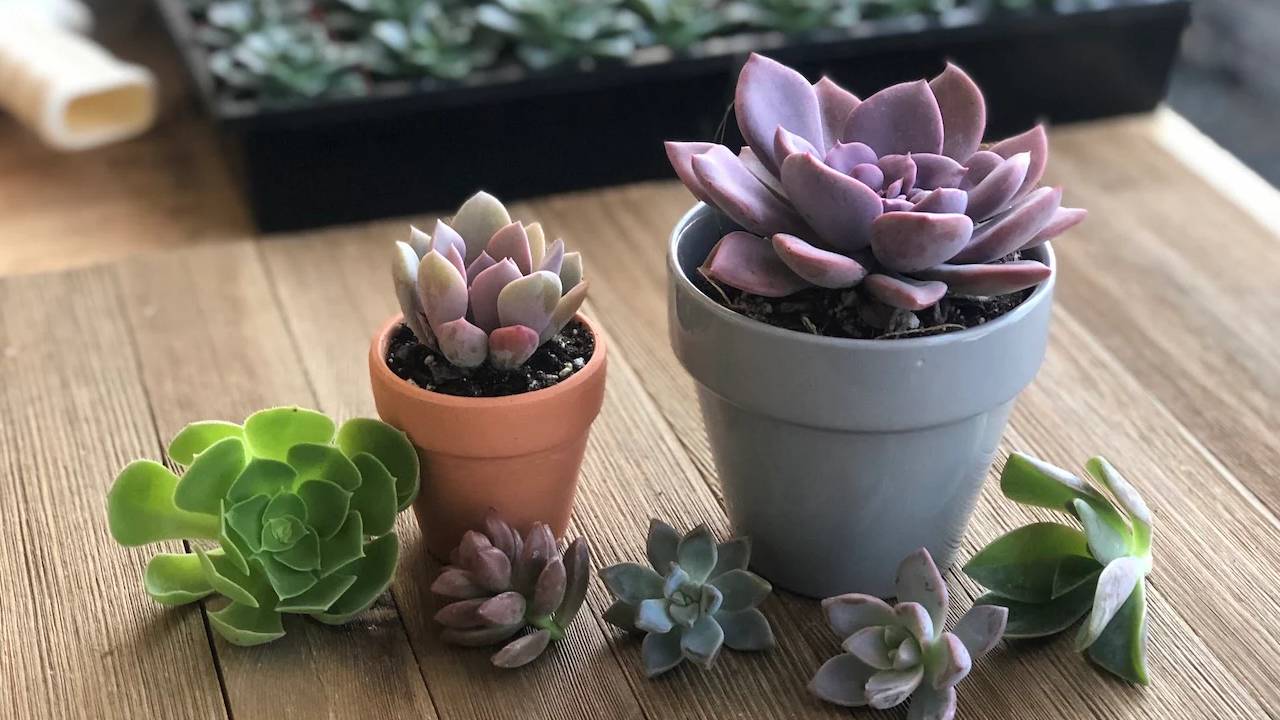 Graptoveria: guía de cuidados y propagación 2 Graptoveria planta suculenta