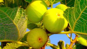 Frutos de higuera gota de miel