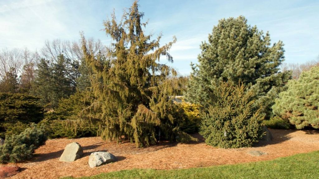 Juniperus rigida, una guía completa sobre esta conífera 3 Juniperus rigida enebro rigido